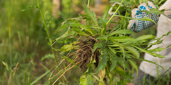 Weed Prevention Tips